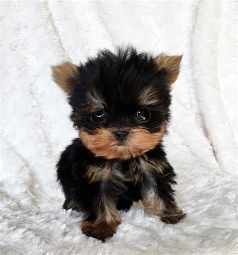 Yorkies for sale in denver - $1,800 Jack Yorkshire Terrier · Denver, CO Jay Clerk ·4 weeks ago on Puppies.com $875 Blk Tn gal Yorkshire Terrier · Elizabeth, CO A black tan or traditional color girl. She is smaller size expect her to be about 4 to 5 pounds grown. Parents are 5 and 6 pounds. Can only do ground shipping if needed. Crystal Lynn ·Over 4 weeks ago on Puppies.com 